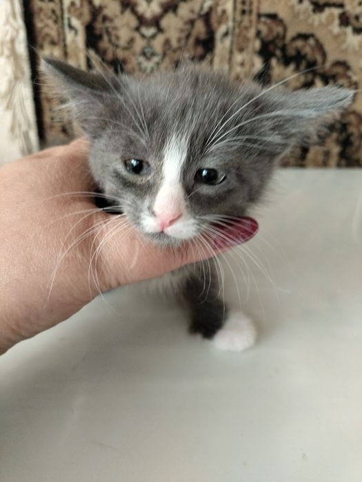 Кошка с котятами