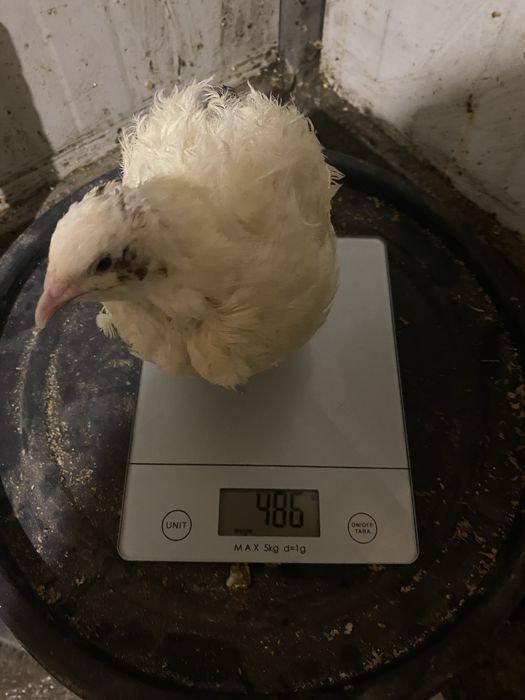 Disponibil oua proaspete de prepelite pentru consum si incubat