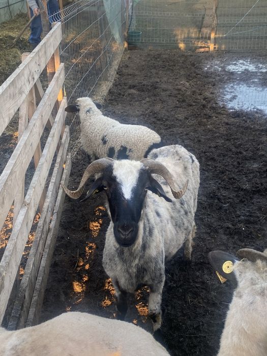 Vand o oie la adoua fatare