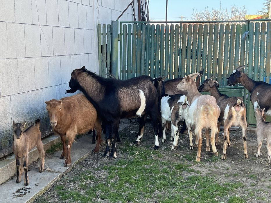 Capre cu lapte, tap si iezi pentru paste