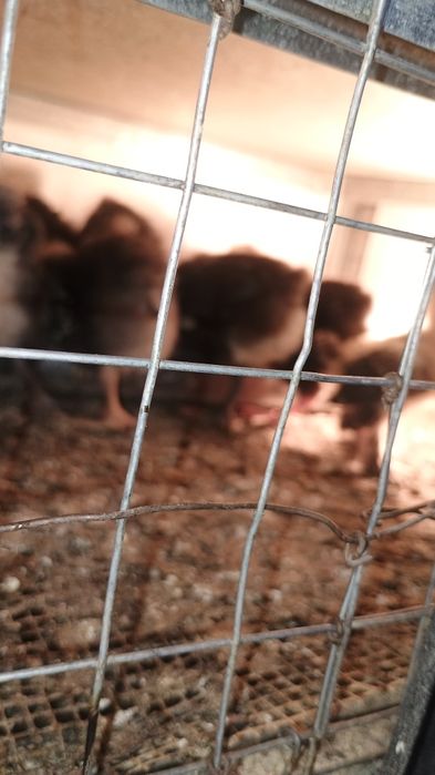 Пилета на различна възраст