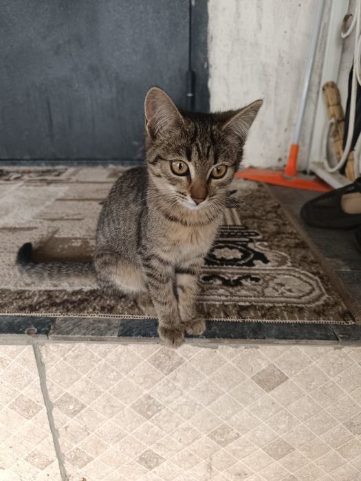 Котята в хорошие руки