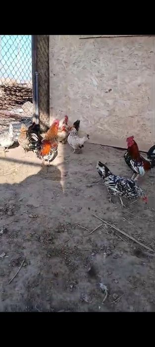 Карликовые куры бентамка