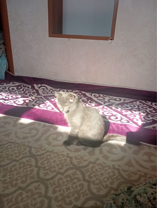 отдам котенка в добрые руки