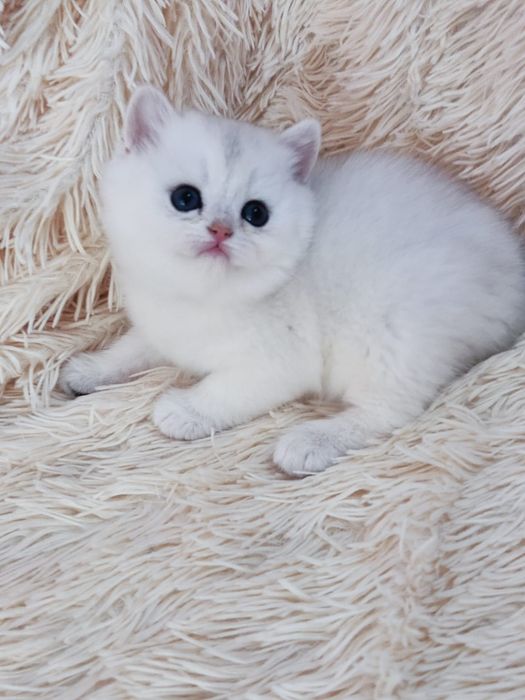 British shorthair NS 11 fetita  cu ochii verzi.