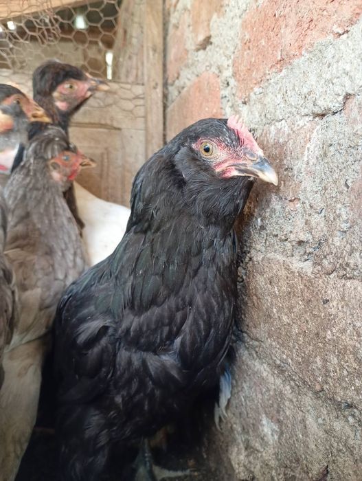 Продавам ярки пилета петли пуйчета