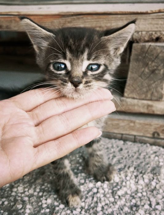 Котята, 1,5 месяца