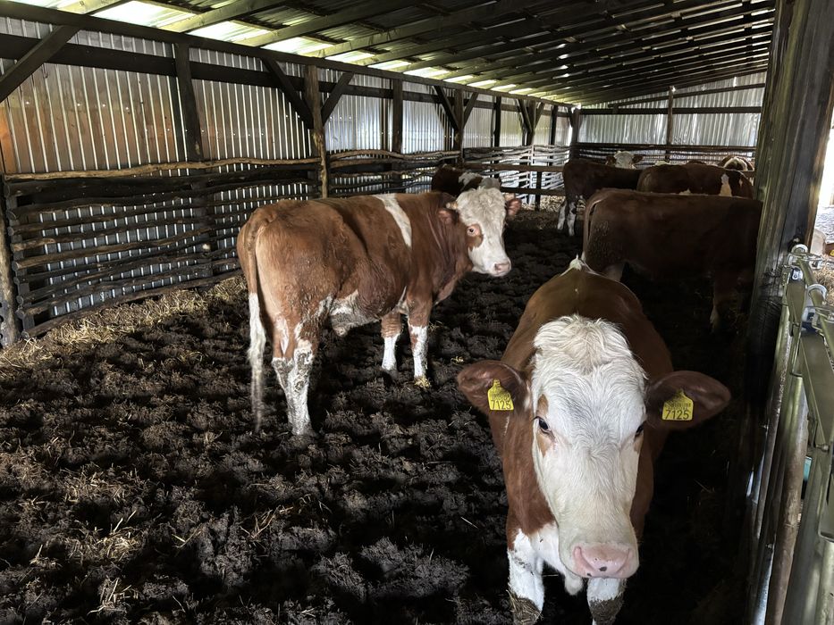 Vand 10 juninci si 1 taur