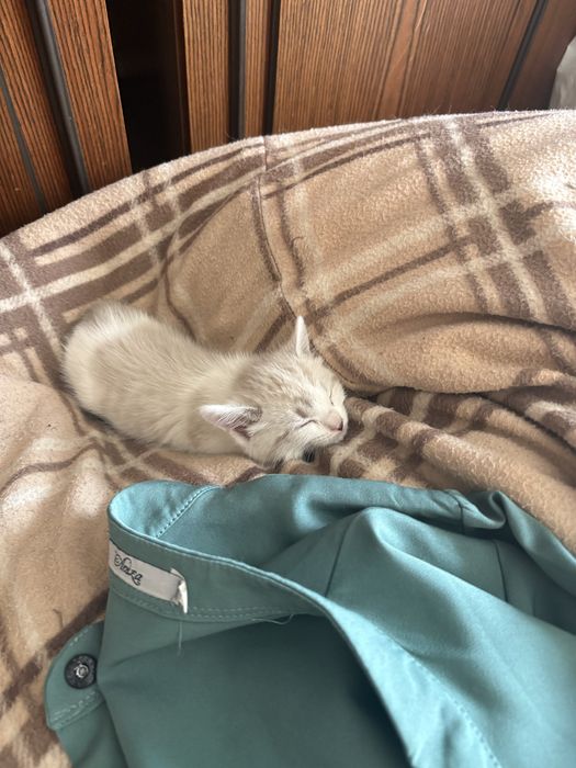 Отдам кошечку в хорошие руки