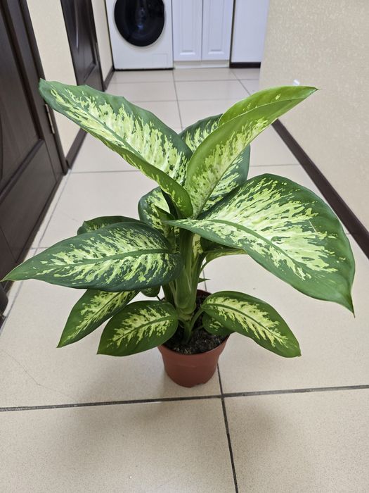 Продам комнатные цветы