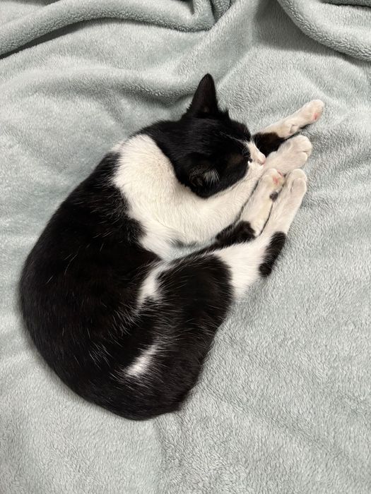 кот, возраст 1,3, мальчик