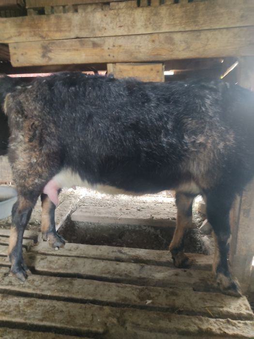 Продам альпийскую козочку