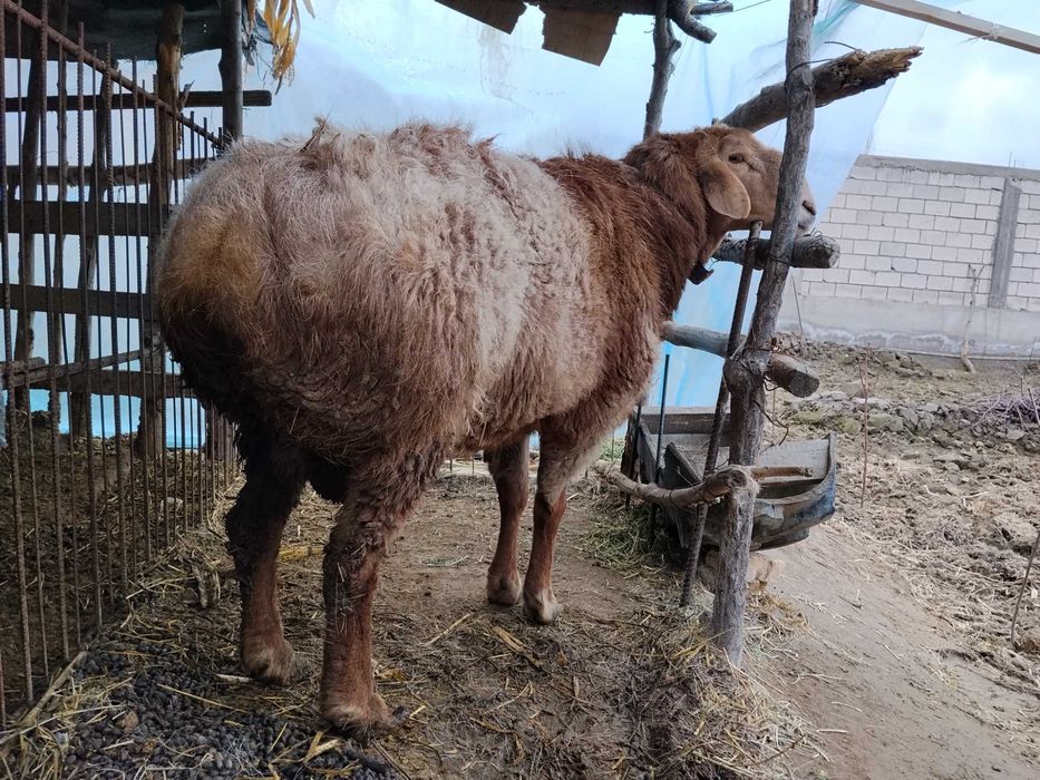 Qo'chqor sotiladi tez va arzon