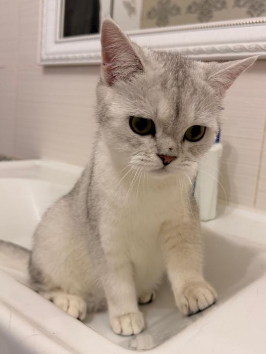 Продам кота скоттиш страйт