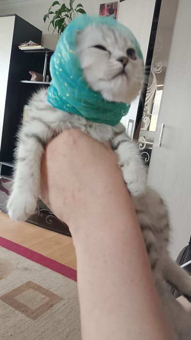 Продам катят скотиш фолд