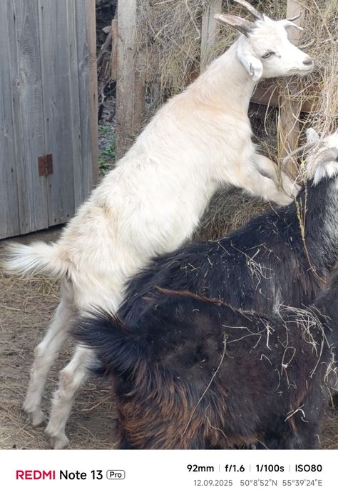 Продам козочек, породистые