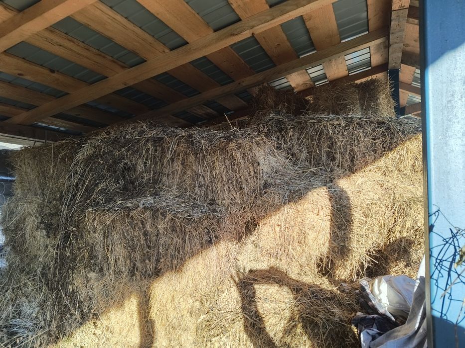 Vand baloți  de lucernă și fan