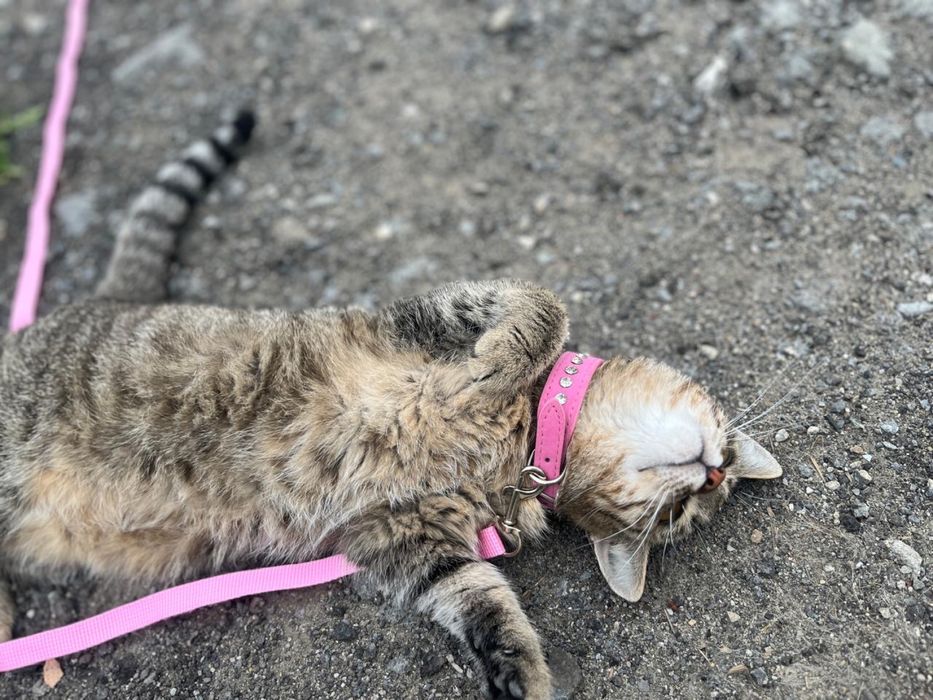 Отдам кошечку в добрые руки