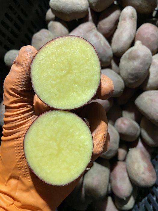 Cartofi consum calibru mare