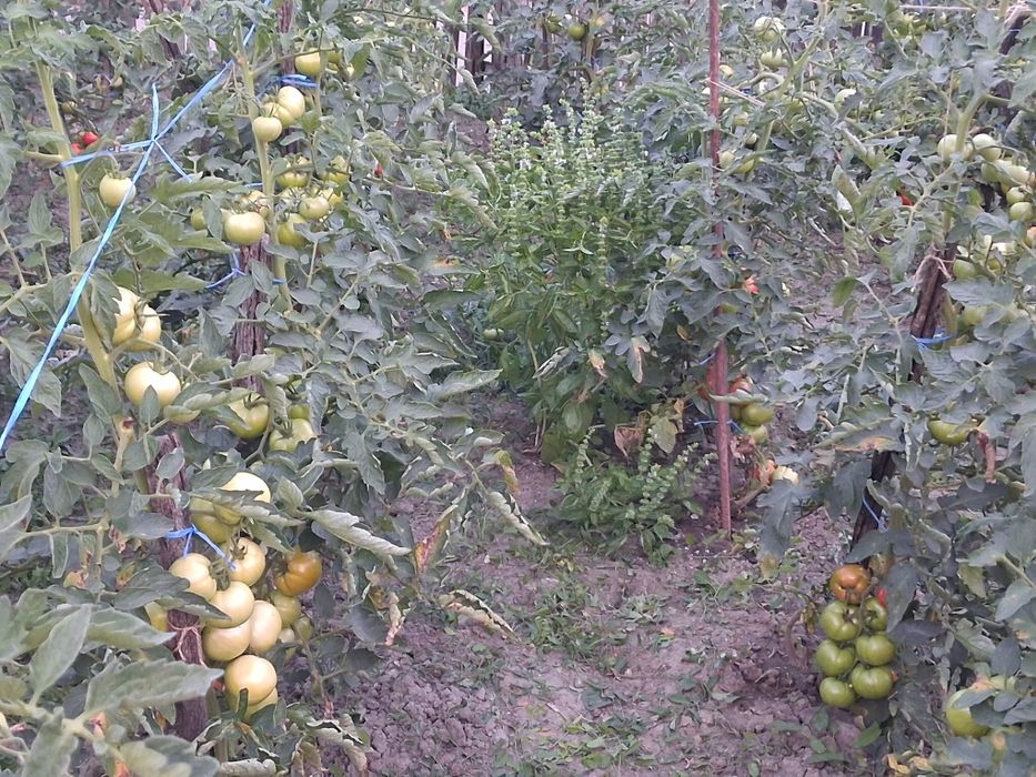 Rosii de gradina fără chimicale