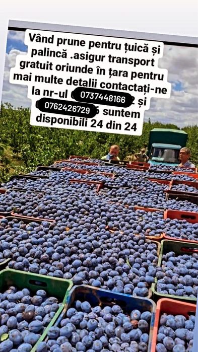 Vand prune pentru tuica