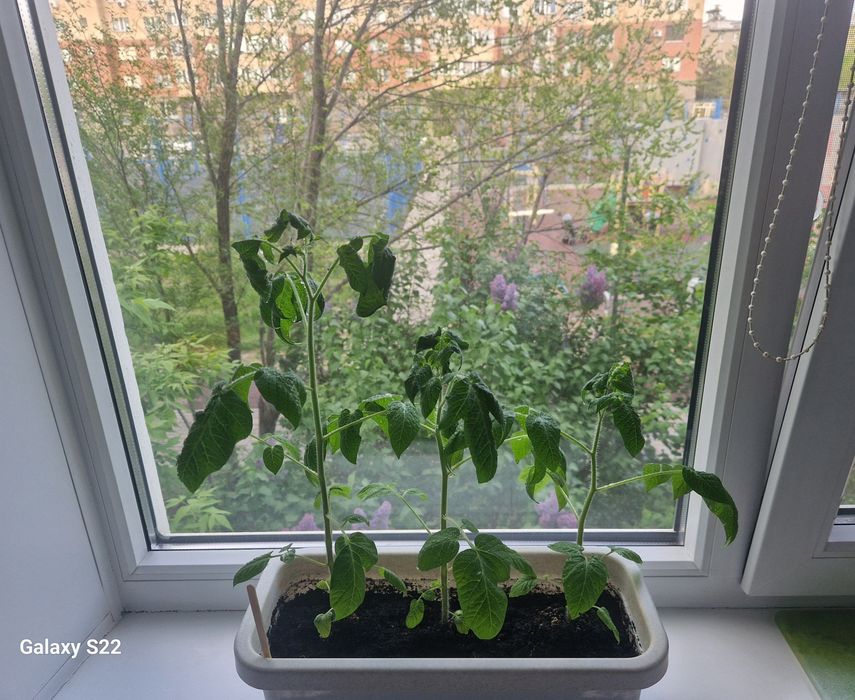 Рассада помидор (Сорт балконное чудо)