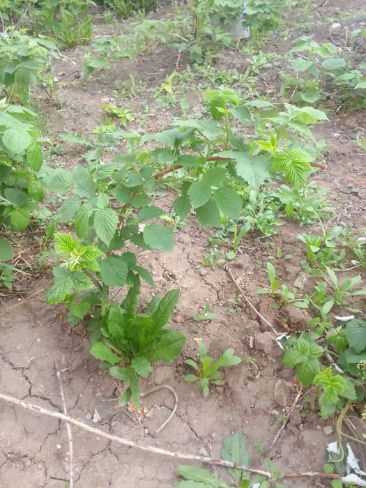 Саденцы Малины ремонтантной