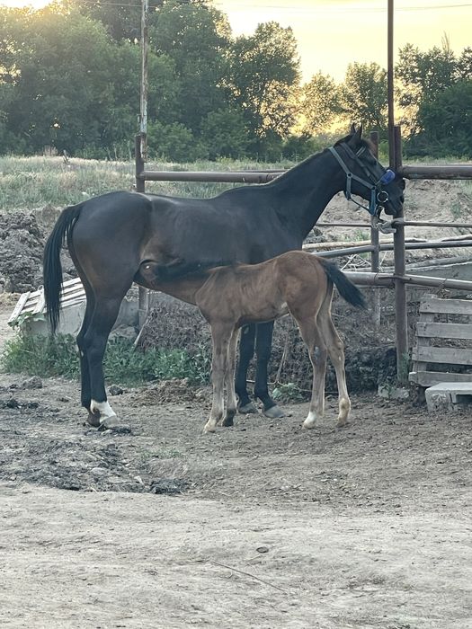 Продам кабылу с жеребенком