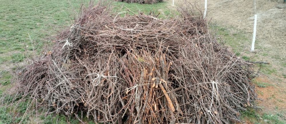 Урик шохалари богланган