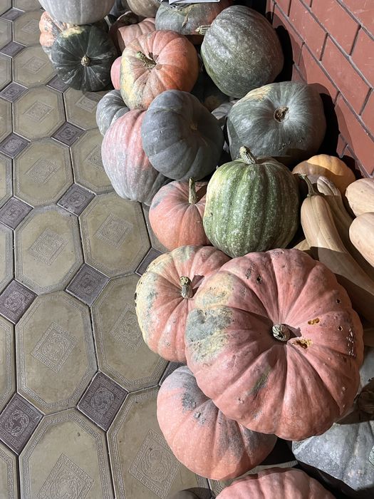Тыква домашняя …