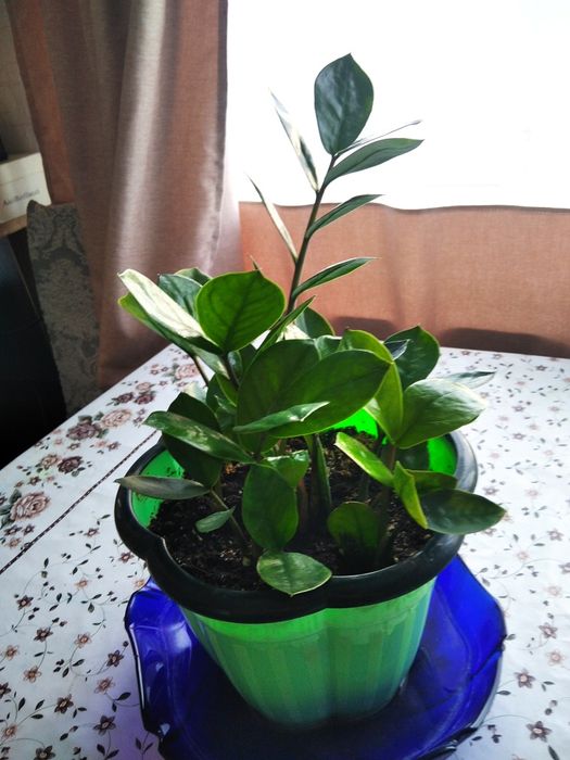 Продам Замиакулькас