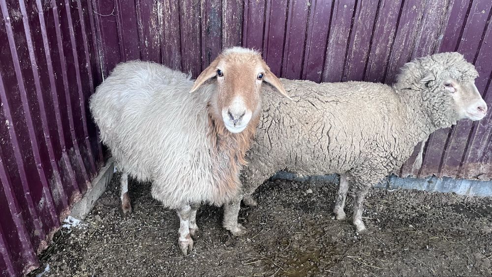 Семиз бордакы кой сатылады