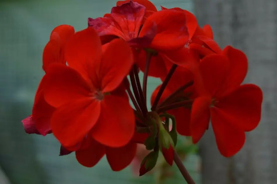 Продам разные по цвету и цене