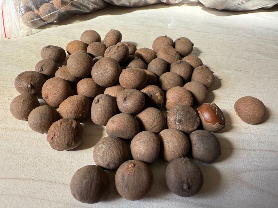 Продавам семена за палми