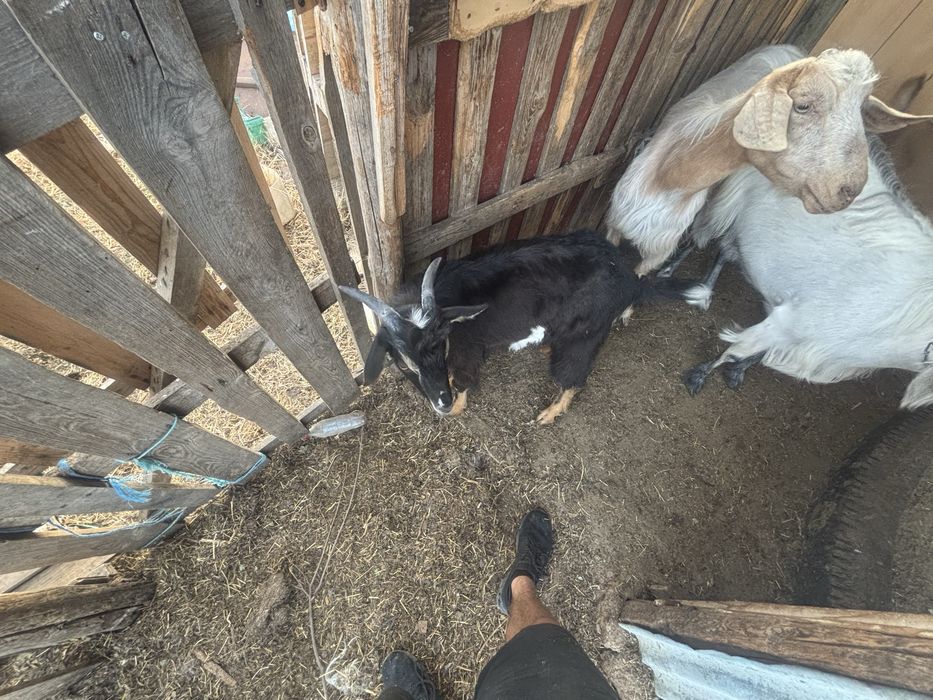 Продавам добре отглеждани КОЗИ