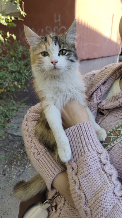Кошечка ищет свой дом
