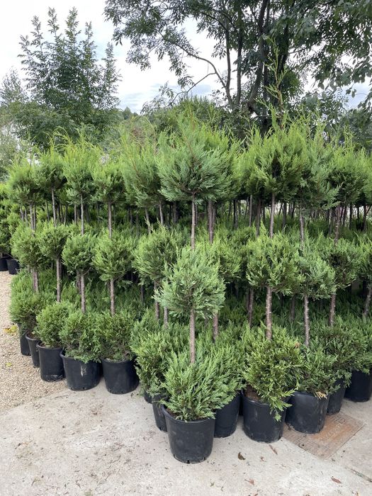 Plante ornamentame