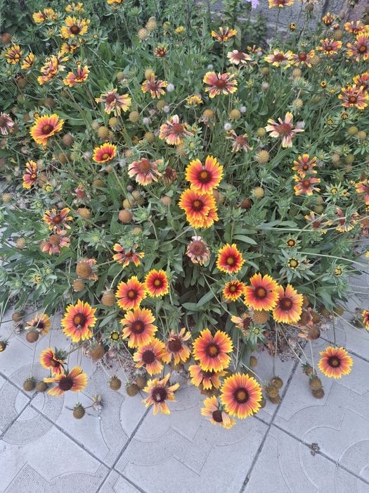 Продаю многолетние цветы