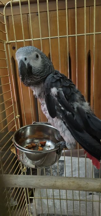 Продаётся попугай Жако