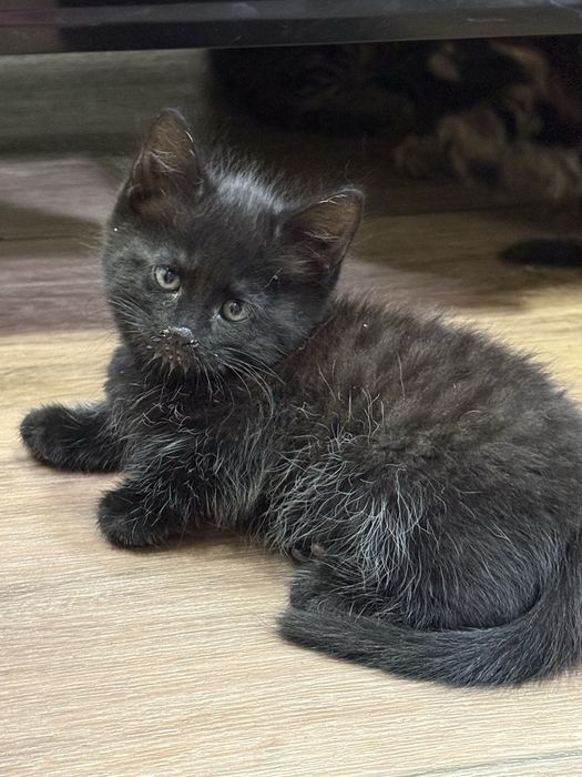 Черный котик, 1,5 месяца, приучен к лотку, добрый и игривый.