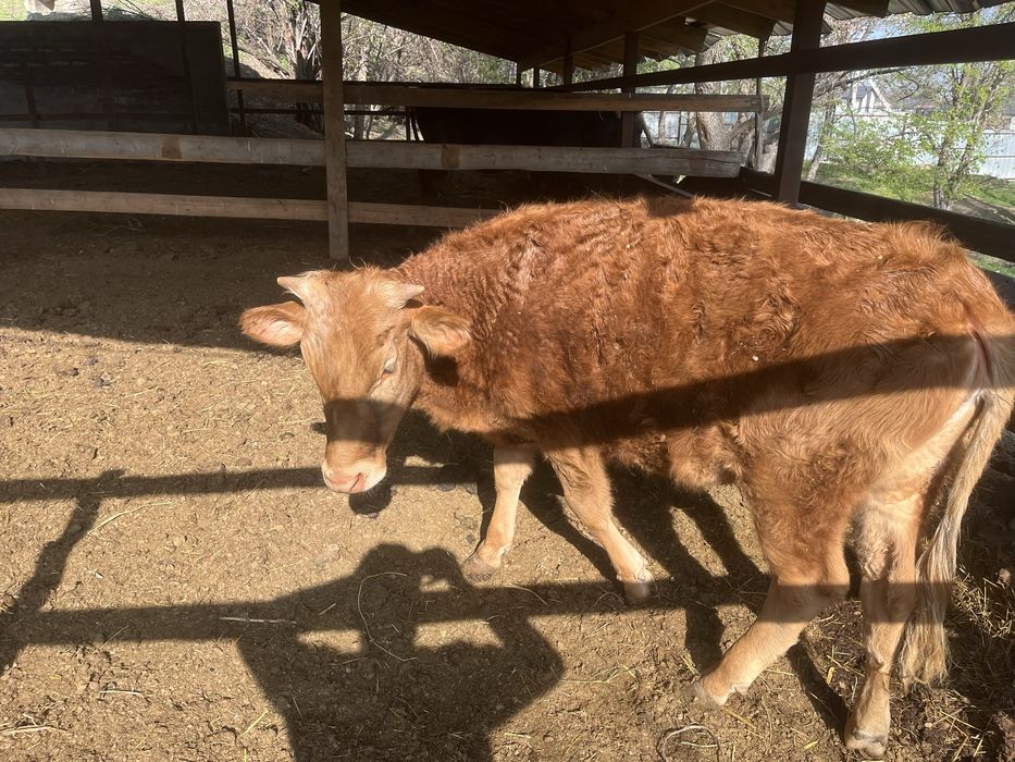 Сиыр тайынша коровы