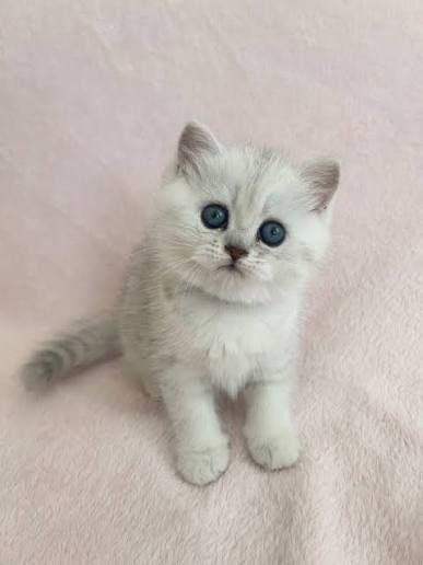 Продам серебристых шиншил