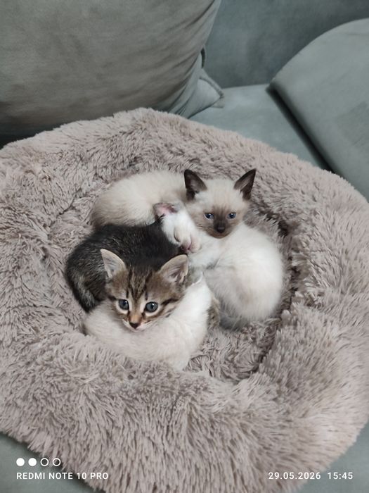 Отдам котят бесплатно