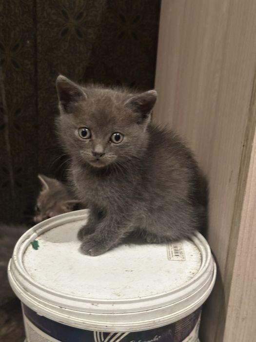 Отдам котят в хорошие руки!