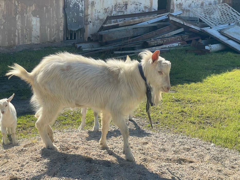 Ешкі порода зааненский