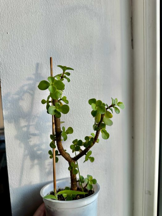 Портулакария афра