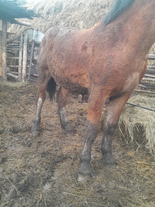 Продам жеребчика