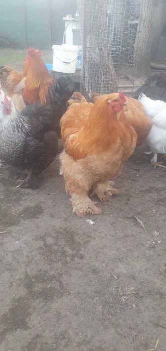 Cocosi Brahma Columbia