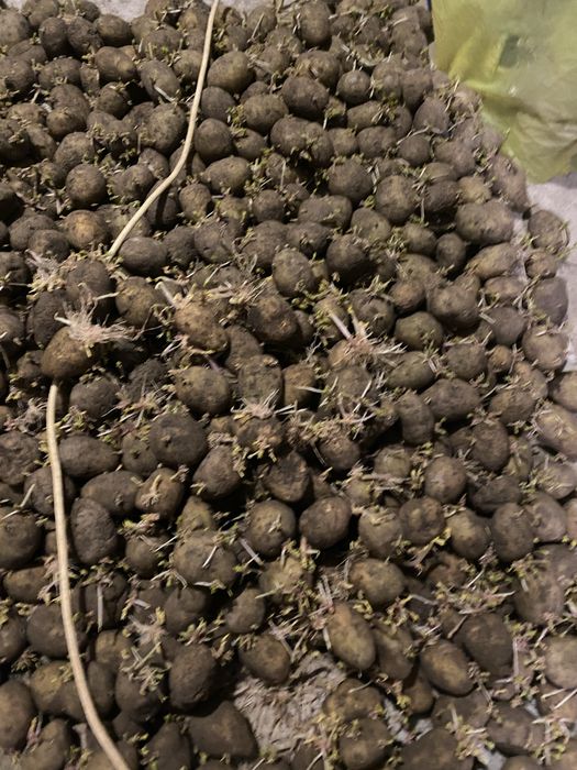 Продам картофель семенной