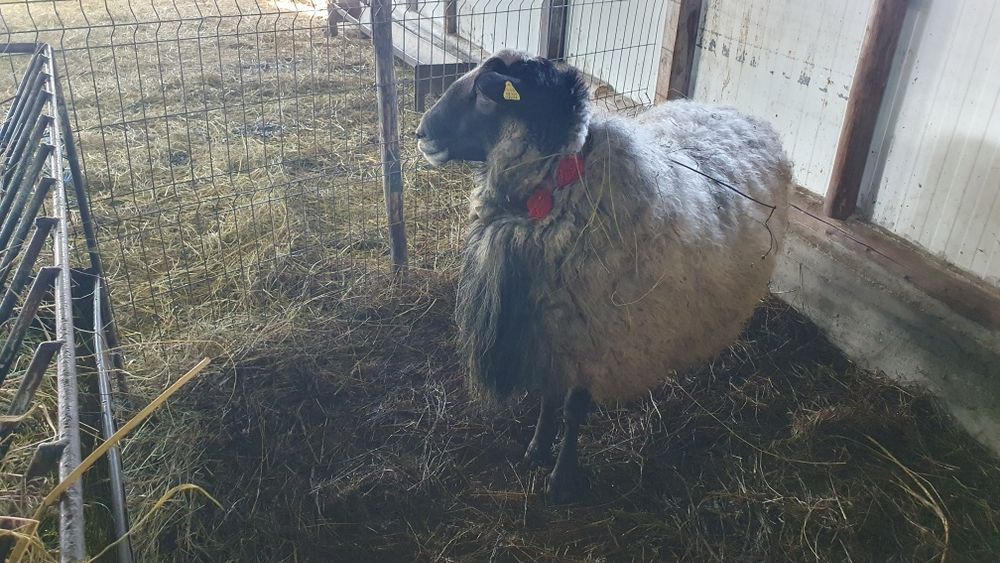 Berbec ROMANOV cu certificat